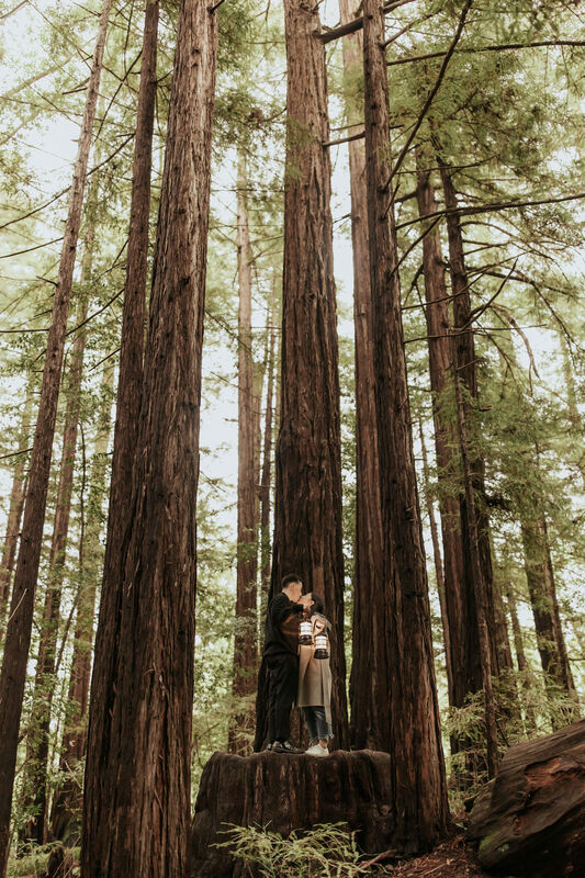 Big Sur Redwoods Proposal Photographer